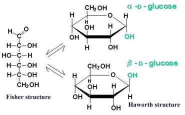 Fischer and Haworth structures | Biochemmarie